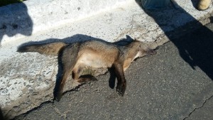 Canídeo do Campo (Pseudalopex ventutus) encontrado morto na rodovia MG 383 (Itajubá x Maria Da Fé)